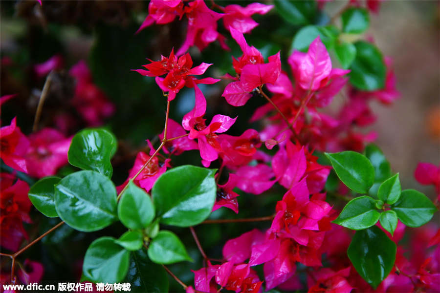 Hainan bougainvilleas add color to coming Spring Festival