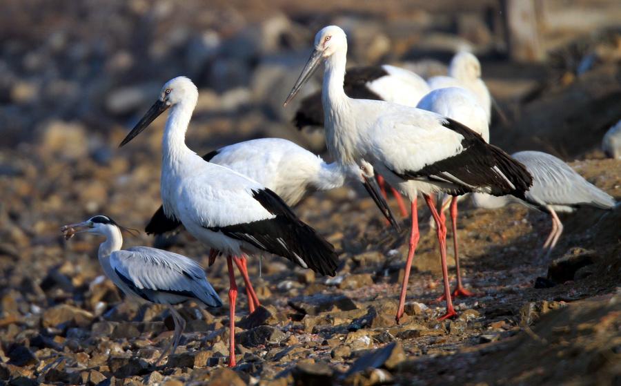 Oriental storks look for food at Zhangjiacun Wetland in Dalian