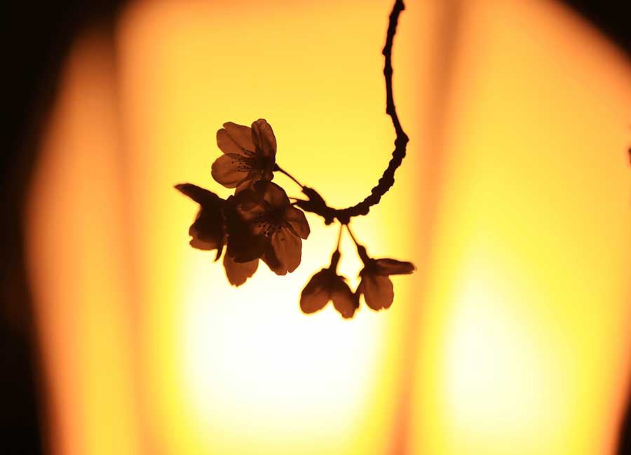 Cherry blossoms bathed in night light in Nanjing