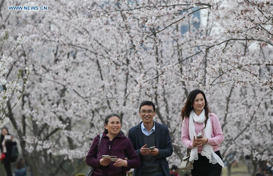 Cherry blossom seen at Gucun Park of Shanghai