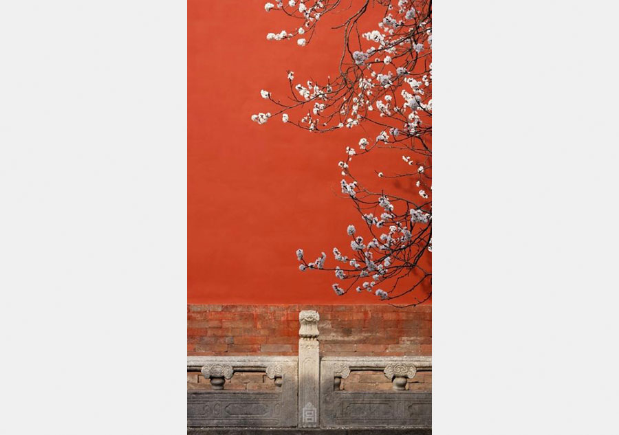 Apricot flowers in Forbidden City