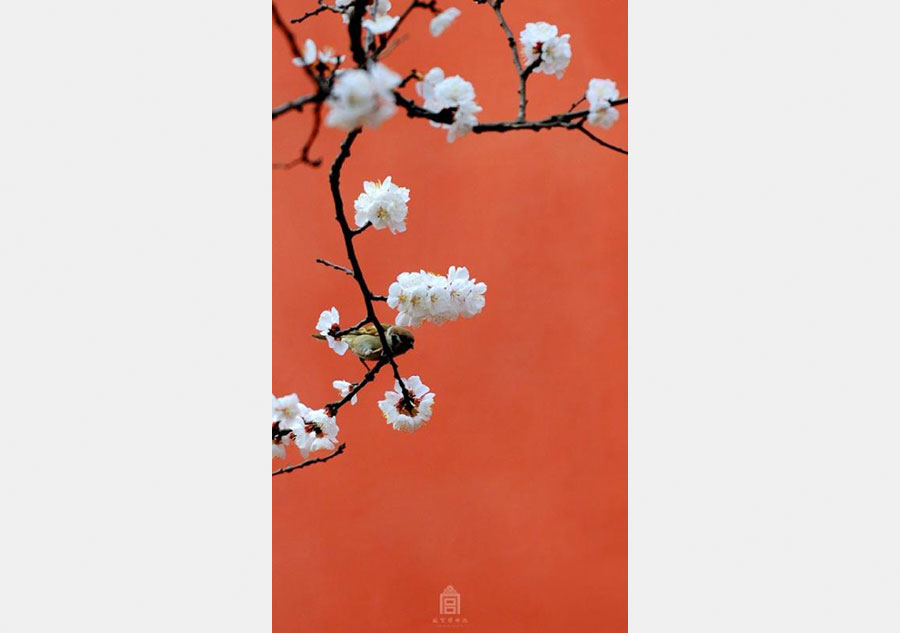 Apricot flowers in Forbidden City