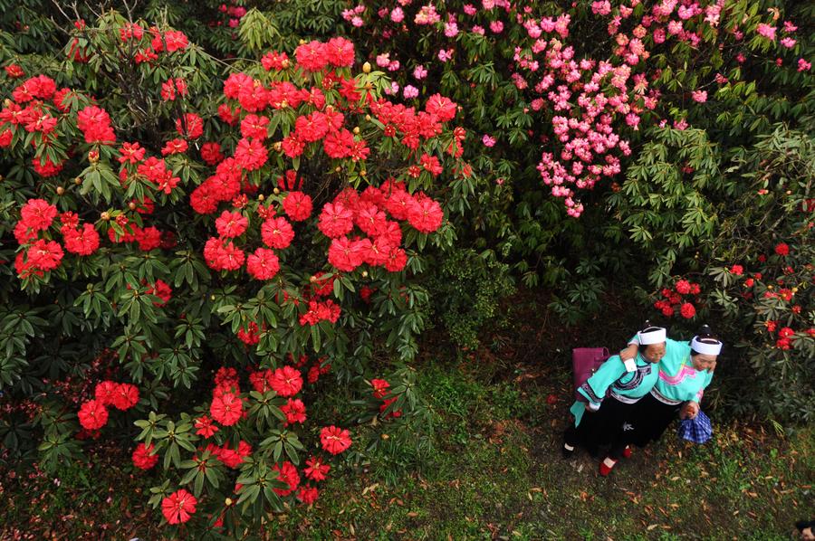 Burst with joy: Azaleas blossom in Guizhou