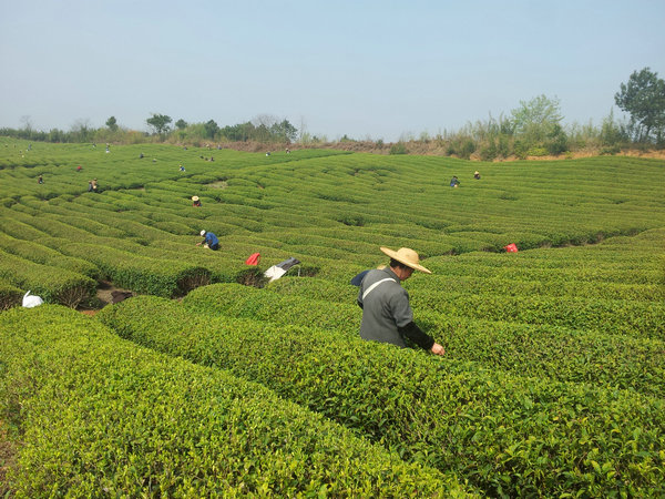 The beauty of China’s spring teas