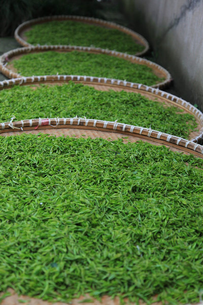 The beauty of China’s spring teas