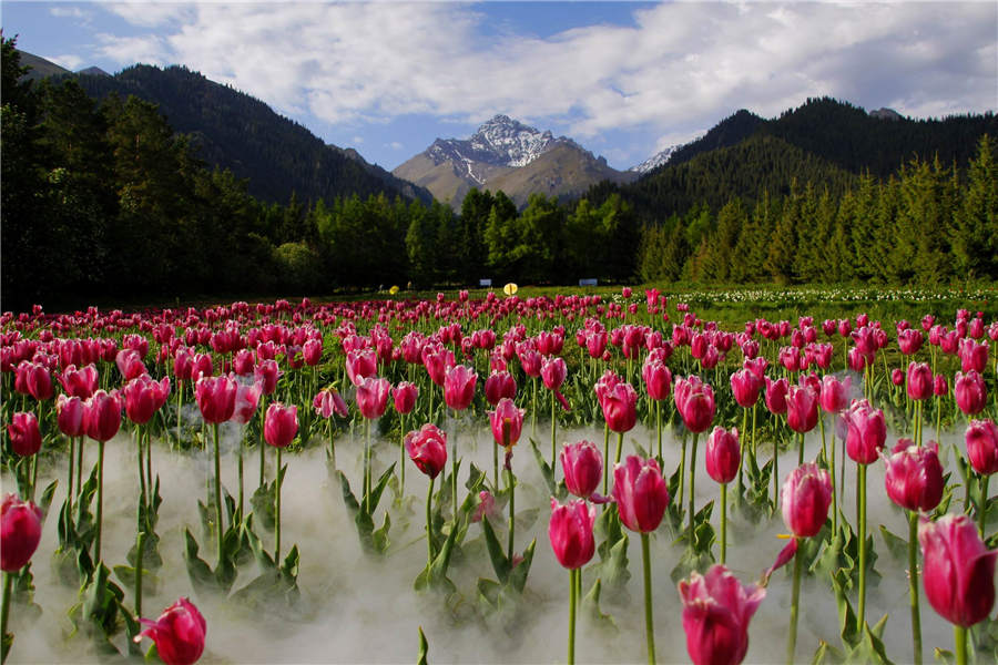 Bloomy Tacheng: A beautiful tourist attraction