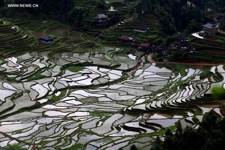 Scenery of terrace fields in China's Guangxi