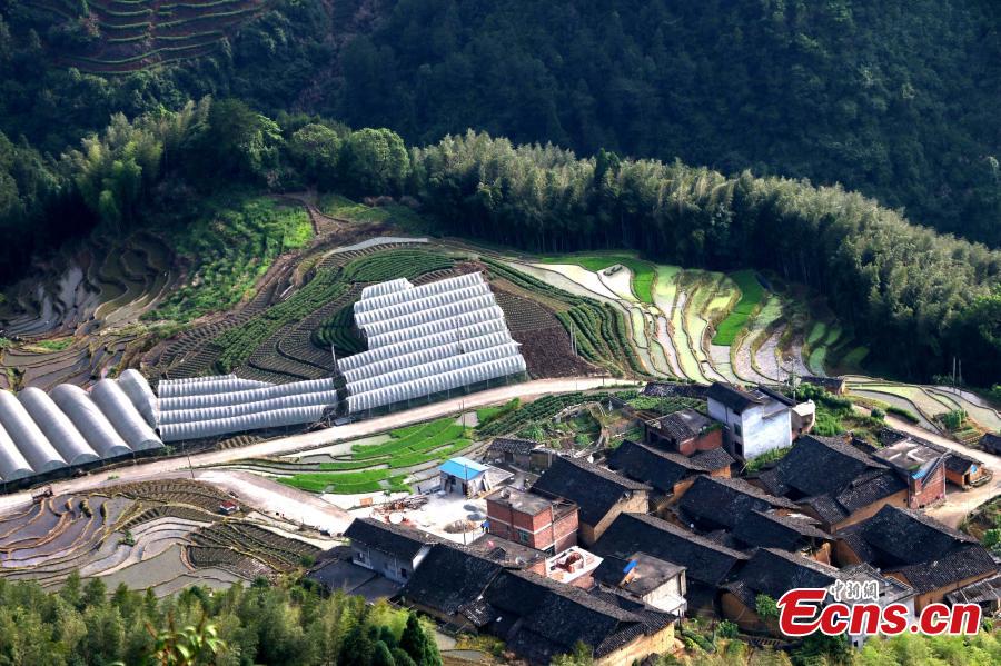 Terraced fields form beautiful landscape in E China town