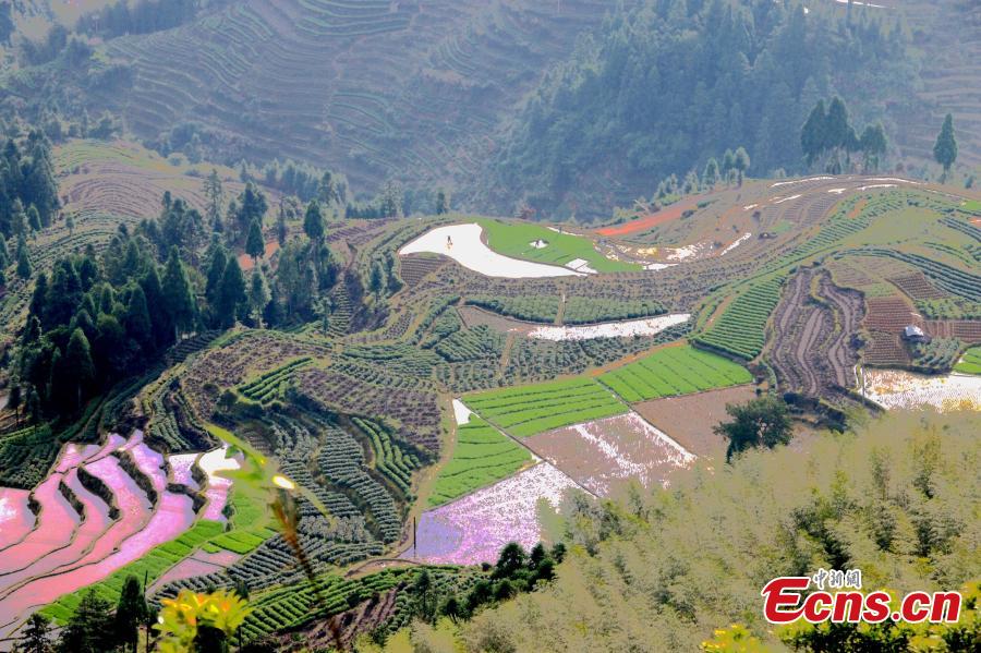 Terraced fields form beautiful landscape in E China town