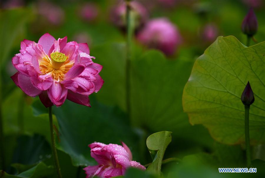 Space lotus blossoms in Lilitao village, Jiangxi province