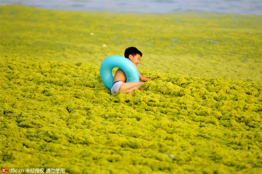 Sea grass takes over Qingdao beaches