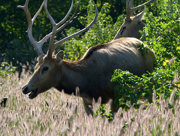 Deer guardian finds satisfaction