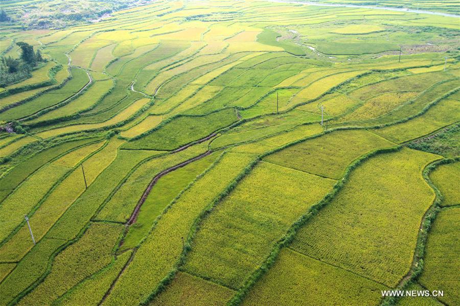 Paddy fields seen in Hunan province