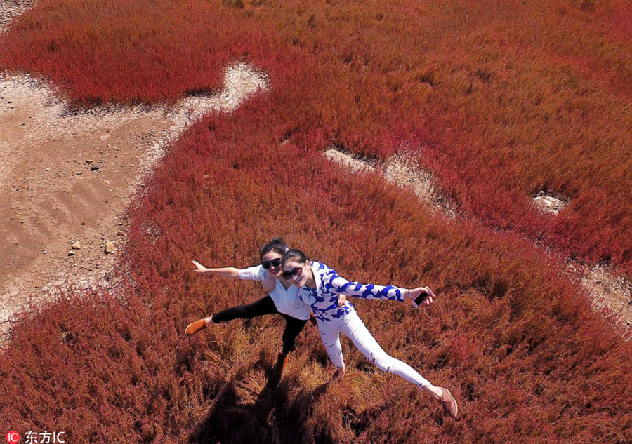 Red marshland a hit tourist attraction in Jiangsu