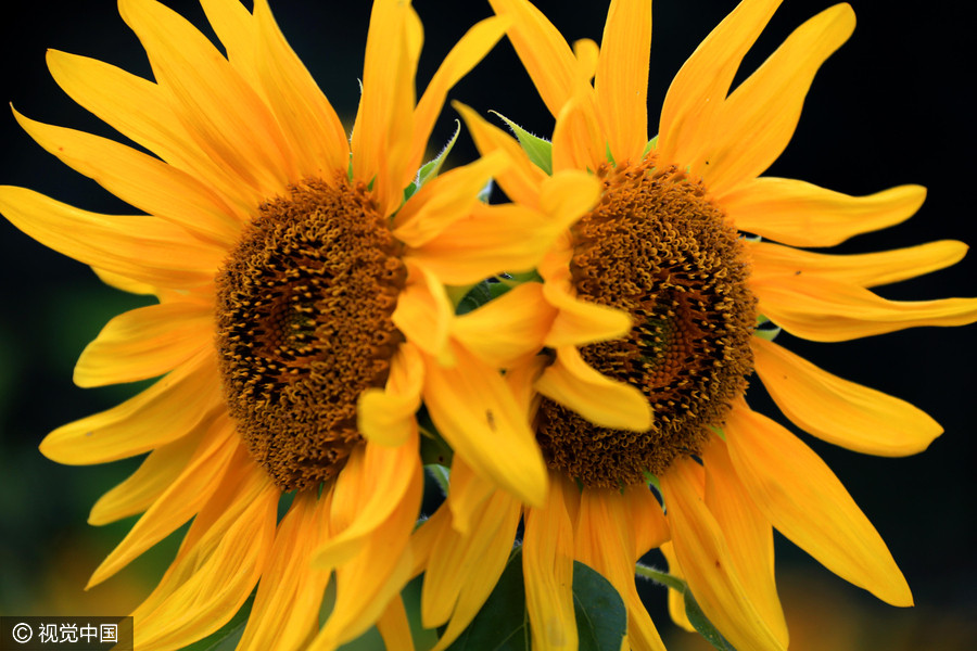 Golden sunflowers burst open in autumn beauty