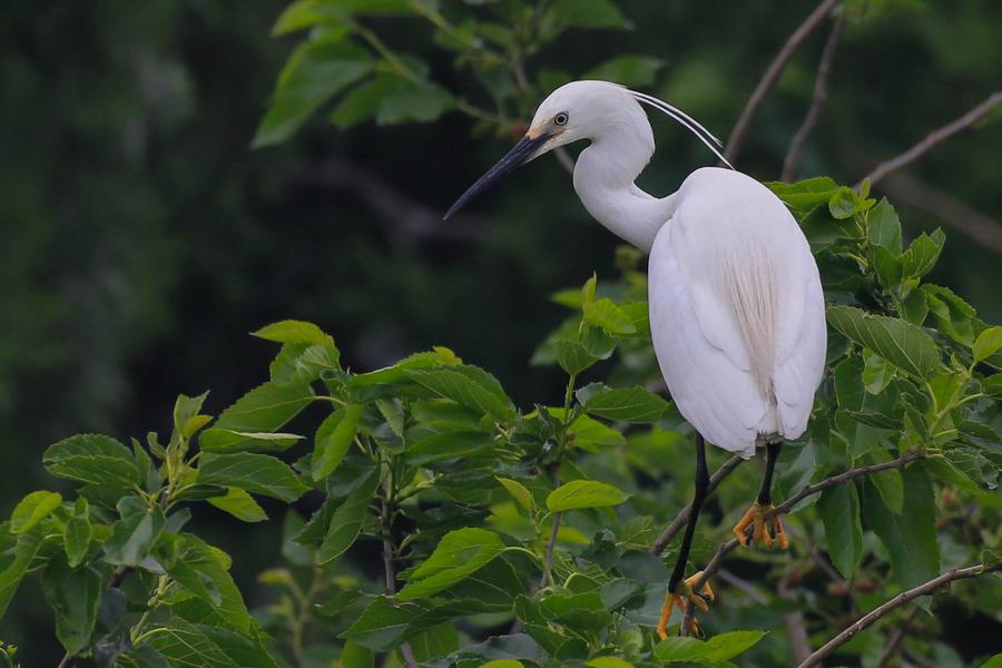 Egrets seen in Xuyi county, Jiangsu province