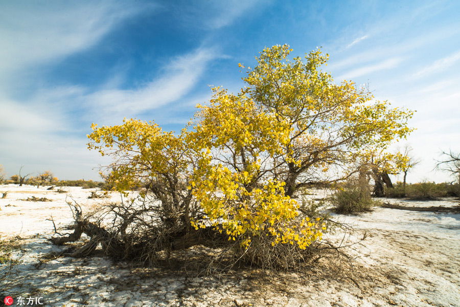 Golden Euphrates Poplar adds color to barren Xinjiang desert