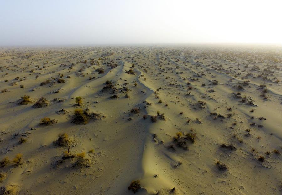 Autumn scenery of desert poplar forest in China's Xinjiang