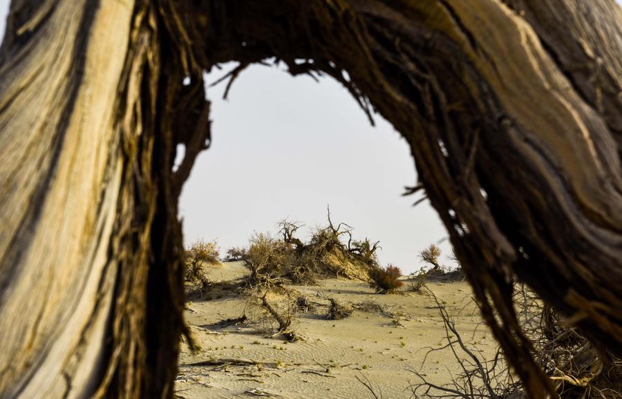 Autumn scenery of desert poplar forest in China's Xinjiang