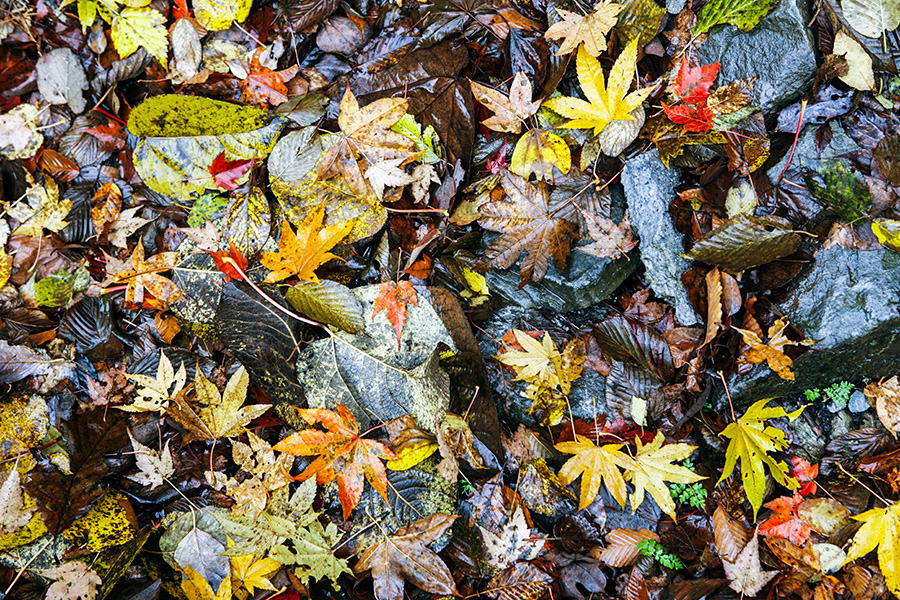 Autumn scenery of Shennongjia, Hubei province