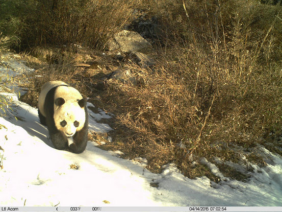 New 'eyes'on pandas