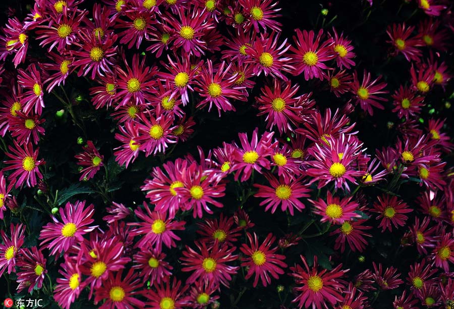 900 types of chrysanthemum on show in Shanghai