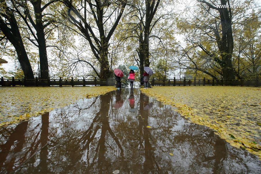 Autumn scenery of ginkgo trees in China