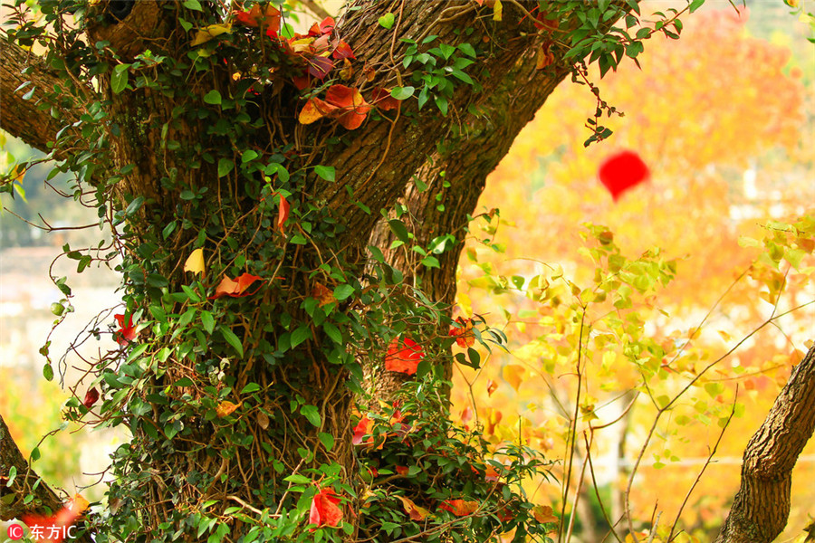 Tachuan a top destination for autumn photography