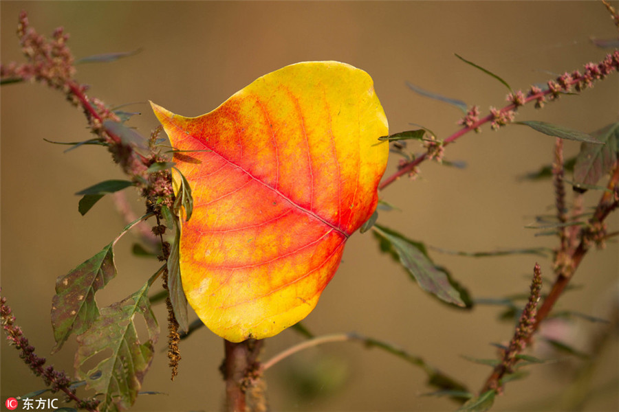 Tachuan a top destination for autumn photography