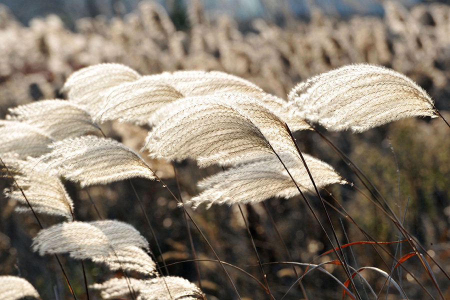 Early winter scenery of Qingdao’s reed flower fields