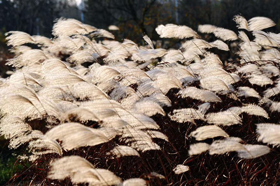 Early winter scenery of Qingdao’s reed flower fields