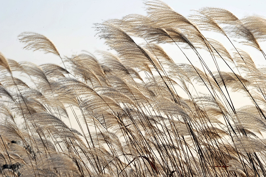 Early winter scenery of Qingdao’s reed flower fields