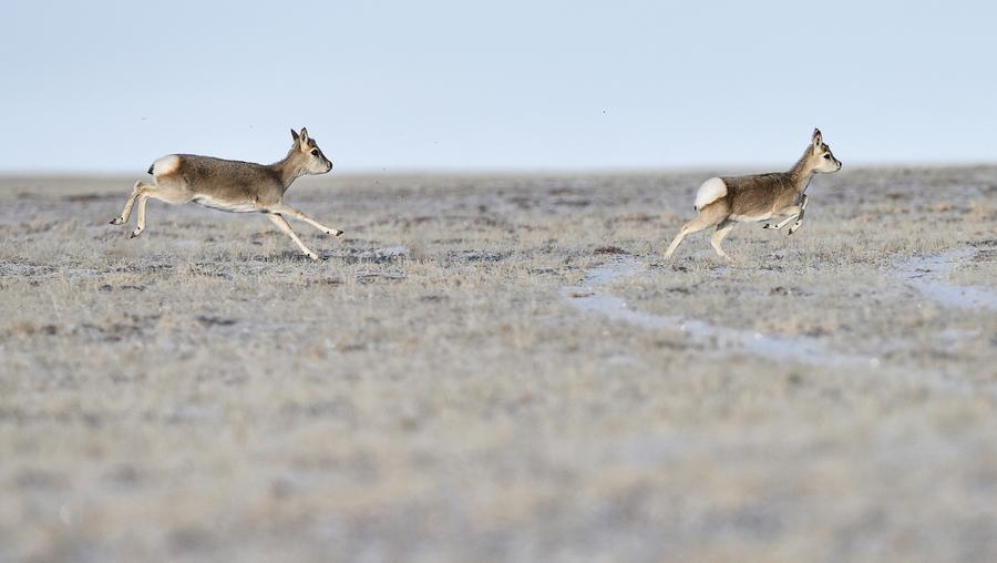 Quantity of wild animals in Sanjiangyuan increases due to protection