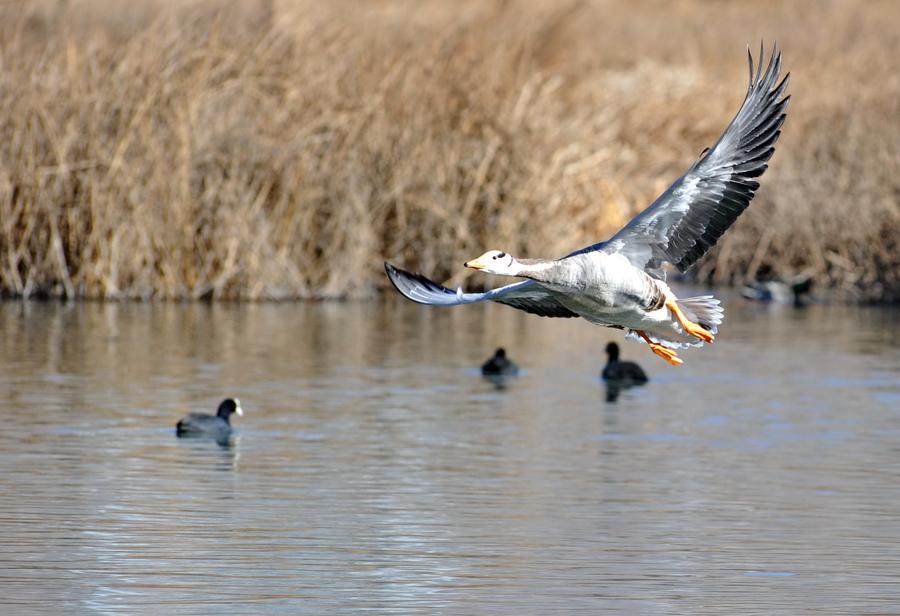 Water birds seen at Lalu wetland in Lhasa