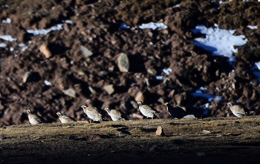 Wild animals in NW China's Qinghai