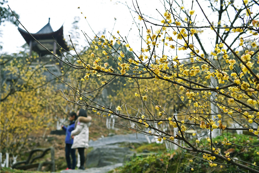 Scenery of wintersweets in full blossom in E China