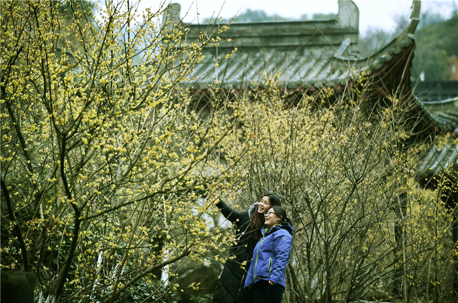 Scenery of wintersweets in full blossom in E China