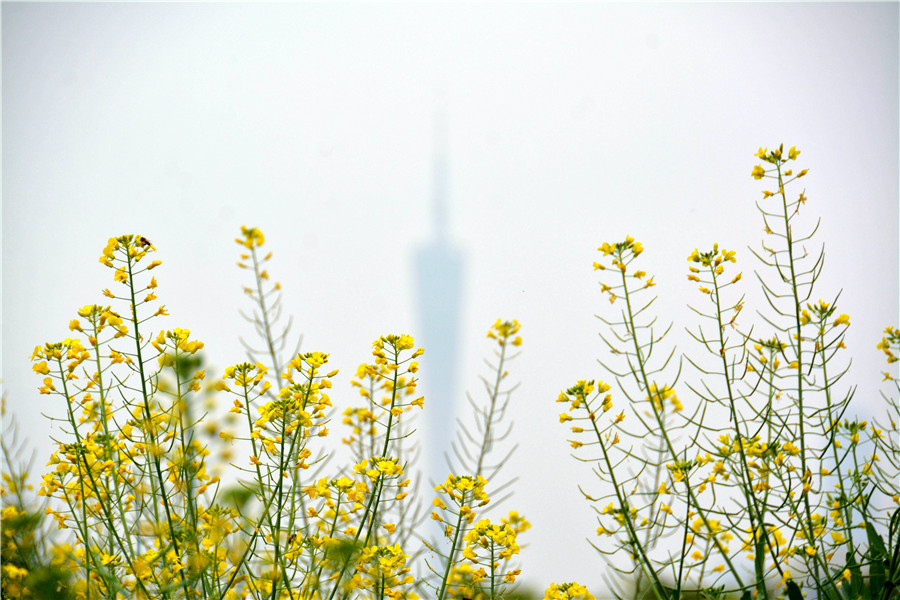 Blooming flowers bring promise of spring