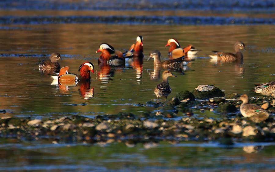 Mandarin ducks at Xinanjiang River a sign of improving conditions