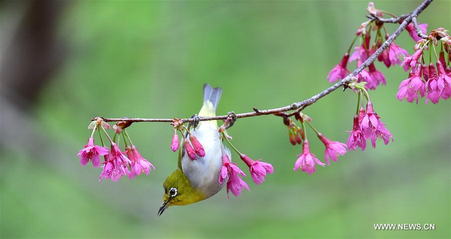 Birds collect nectar in Fuzhou, Southeast China