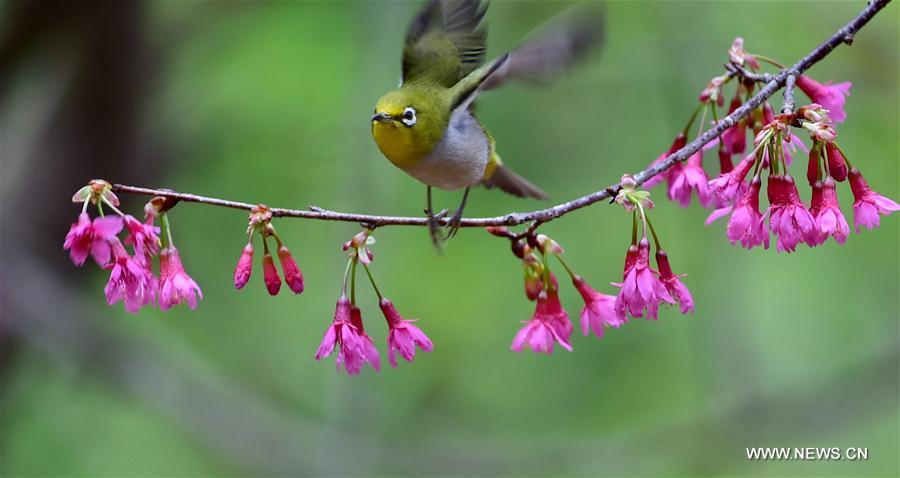 Birds collect nectar in Fuzhou, Southeast China