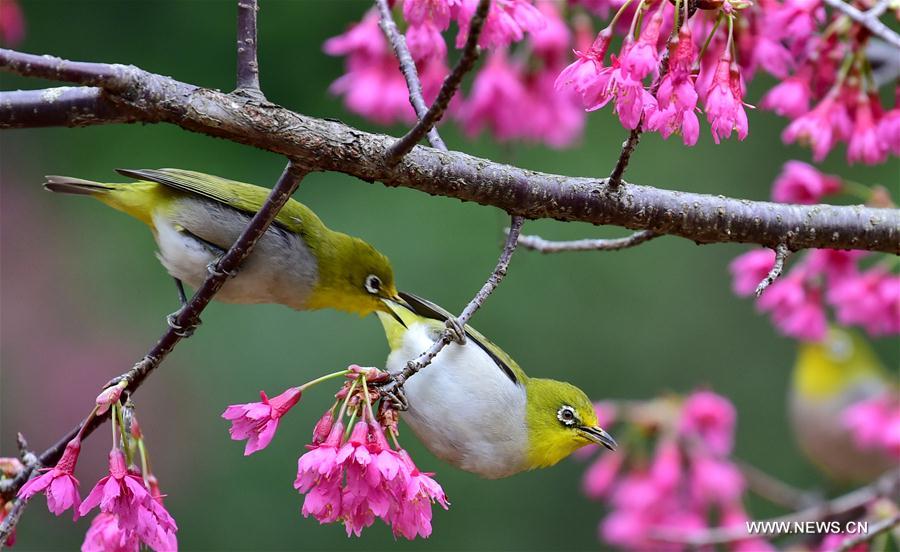 Birds collect nectar in Fuzhou, Southeast China