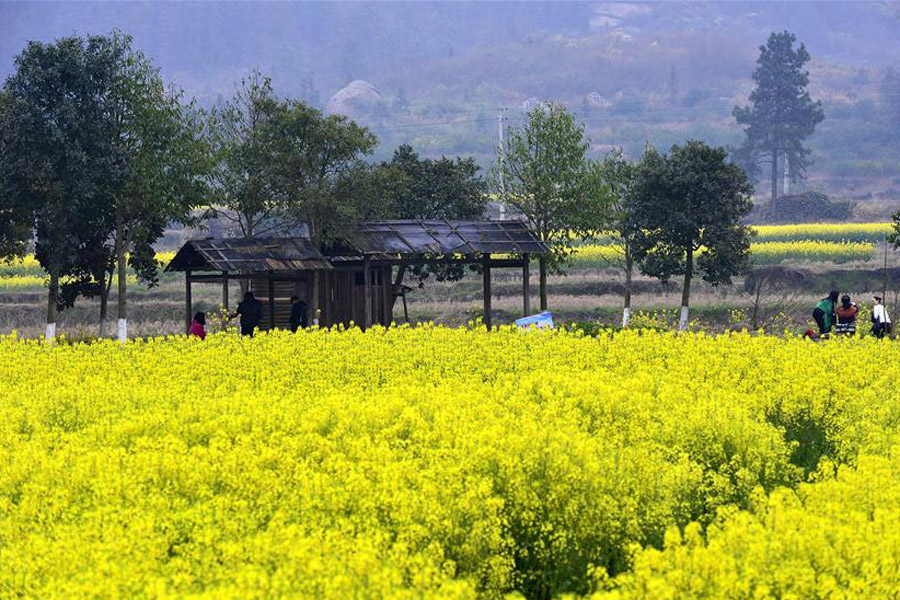 Tourists pose for photos among cole flowers in E China