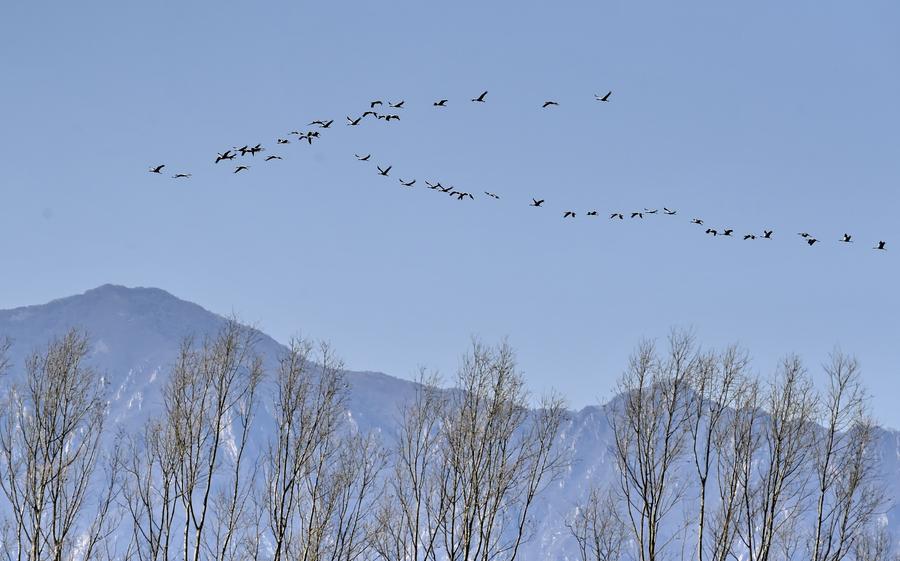 Migratory birds fly over wetland in suburban Beijing