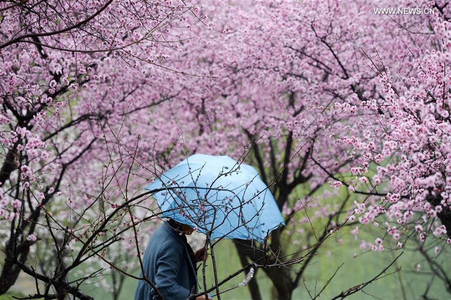 Plum blossoms on river bank in E China's Hefei