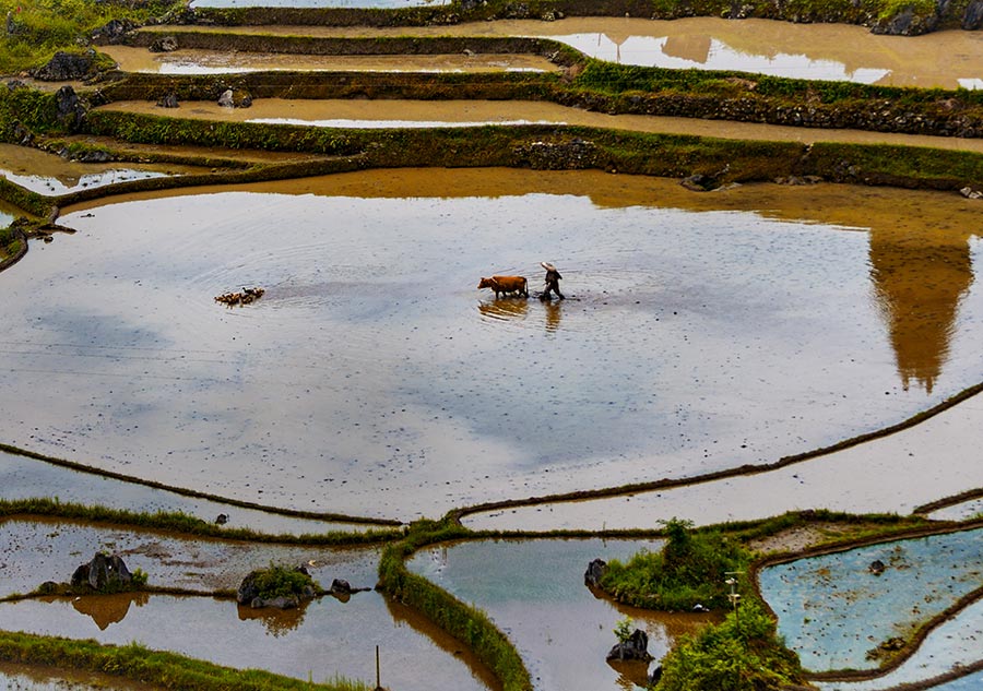 Youyang terraces in Chongqing capture beauty of nature