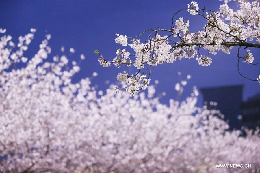 Cherry blossoms seen in Tongji University in Shanghai