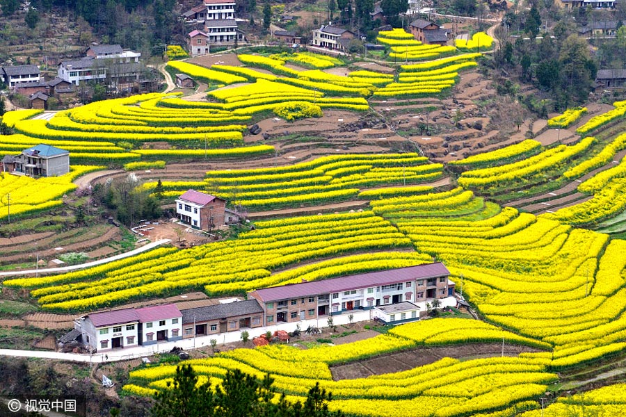 Sea of cole flowers fields bloom in Shaanxi province