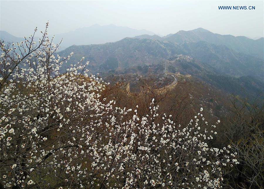 Spring scenery of Mutianyu section of Great Wall in Beijing