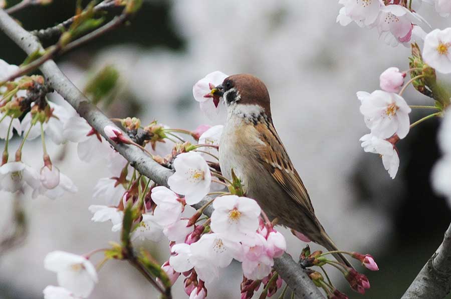 Cherry blossoms a big hit for birds in Qingdao city